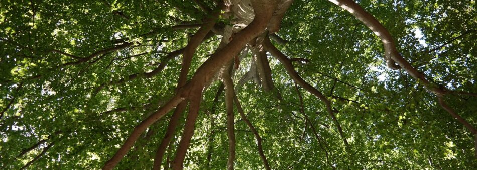Waarom zijn monumentale bomen belangrijk?