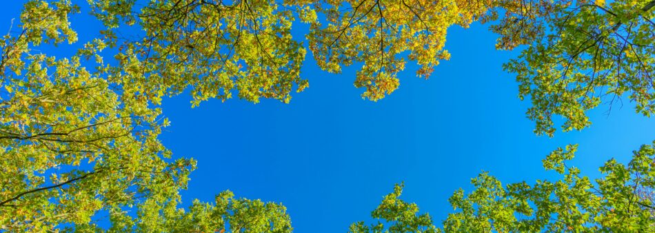Bomen water geven bij hitte