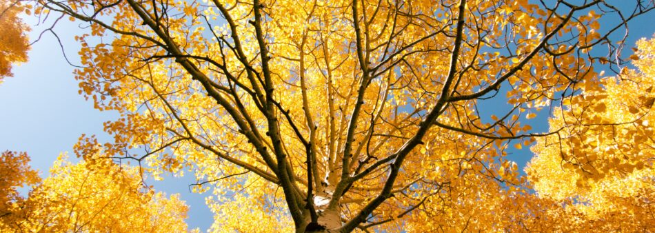 Welke bomen verkleuren als eerste in de herfst?